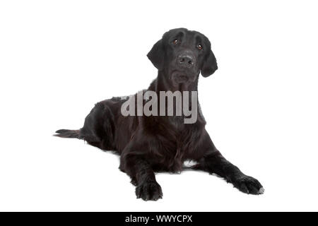 Piatto nero rivestite retriever cane sdraiato, isolato su sfondo bianco Foto Stock