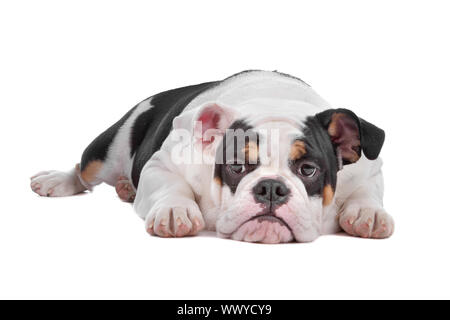 Bulldog inglese giacente, isolato su sfondo bianco Foto Stock