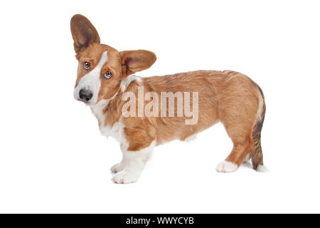 Welsh Corgi cane e guardando la telecamera, isolato su sfondo bianco Foto Stock