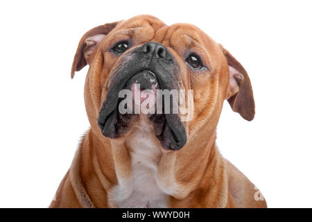 Testa di vecchio Bulldog inglese isolato su uno sfondo bianco Foto Stock