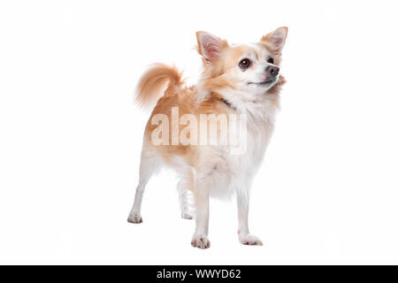 Chihuahua cane isolato su uno sfondo bianco Foto Stock