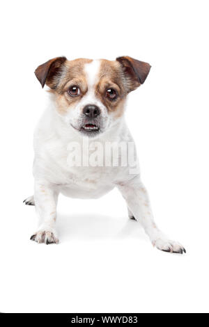 Carino di razza dog sitter contro uno sfondo bianco Foto Stock