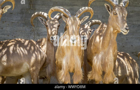 Ibex, gruppo di capre di montagna, famiglia di mammiferi con grandi corna Foto Stock