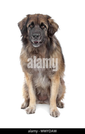 Leonberger isolato su bianco Foto Stock