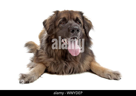 Leonberger isolato su bianco Foto Stock