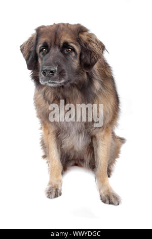 Leonberger isolato su bianco Foto Stock