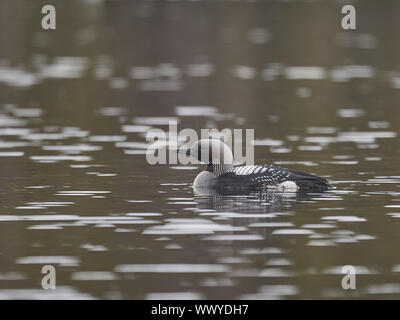 Arctic loon Foto Stock