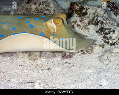 Bluespotted ribbontail ray Foto Stock