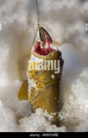 Salmone pescato nel lago con acqua schiumosa Foto Stock