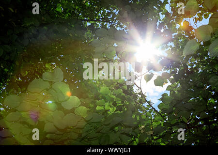 Foglia verde è di prendere il sole sullo sfondo Foto Stock