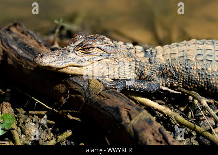 Piccolo coccodrillo americano giacente sul piccolo registro ensoleillement Foto Stock