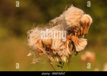 Facce della stagione autunnale Foto Stock