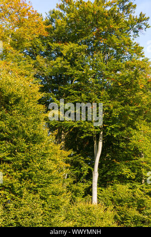 Facce della stagione autunnale Foto Stock