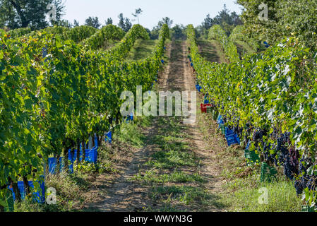 Colorate le scatole di plastica lungo i filari in attesa di essere riempito con grappoli di uva nera durante il raccolto nella zona del Chianti, Italia Foto Stock