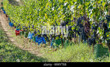 Colorate le scatole di plastica lungo i filari in attesa di essere riempito con grappoli di uva nera durante il raccolto nella zona del Chianti, Italia Foto Stock