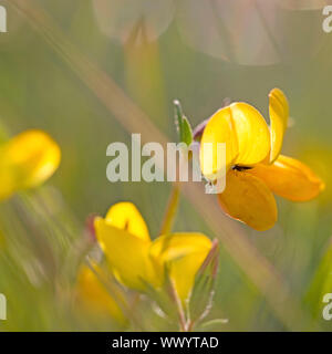 Piccolo volare su un uccello giallo di piede di lupolina Foto Stock
