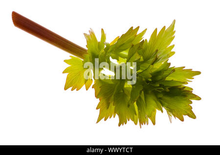 Fresh levistico isolati su sfondo bianco Foto Stock