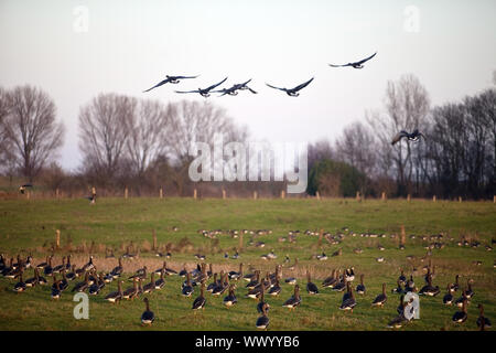 Natura zona conversazione Bislicher Insel con oche selvatiche, Wesel, Basso Reno, Germania, Europa Foto Stock