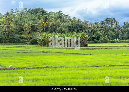 Agricoltura e la coltivazione del riso in Mirissa nel sud dello Sri Lanka Foto Stock