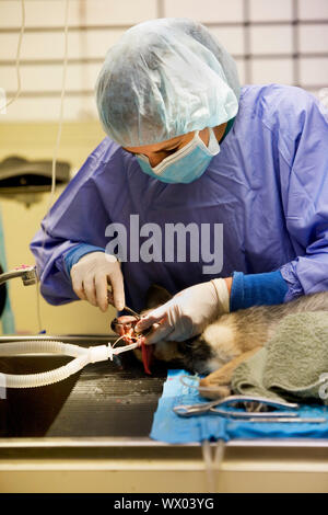 Piccolo Cane subendo un veterinario procedura di odontoiatria Foto Stock