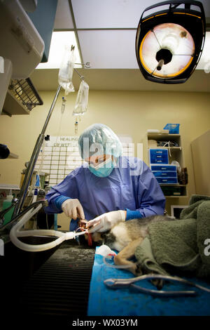 Piccolo Cane subendo un veterinario procedura di odontoiatria Foto Stock