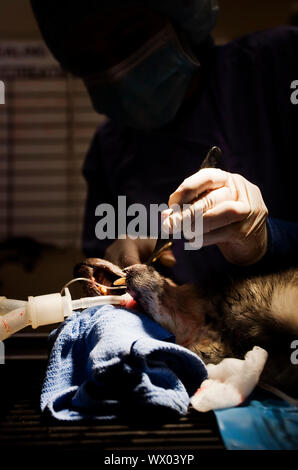 Piccolo Cane subendo un veterinario procedura di odontoiatria Foto Stock