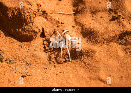 Dancing White Lady Spider Foto Stock