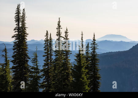 Il Monte Sant Helens in distanza, con Supalpine abeti, Abies lasiocarpa, visto da rocce di capra deserto Gifford Pinchot National Forest, Washi Foto Stock