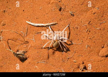 Dancing White Lady Spider Foto Stock