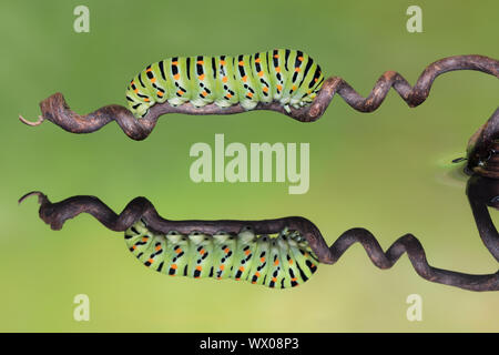 Awesome riflessione, la coda di rondine (caterpillar Papilio machaon) Foto Stock