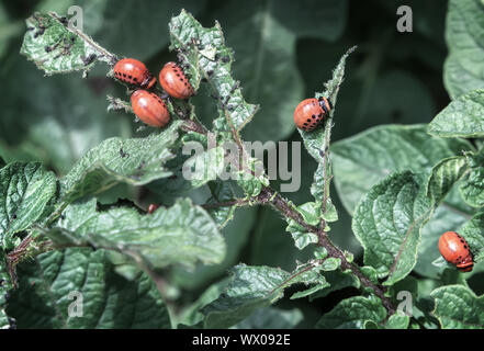 Le larve del coleottero Colorado su foglie di patate Foto Stock