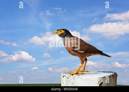 Comune Mynah bird su sfondo con cielo nuvoloso Foto Stock