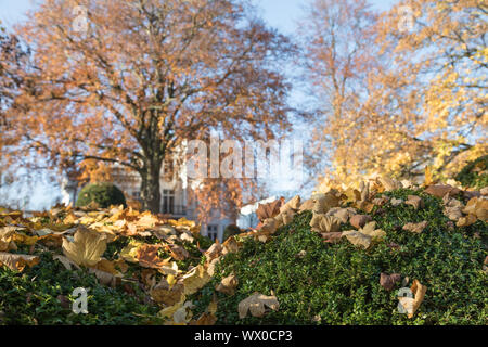 Siepe di bosso con le foglie in autunno Foto Stock