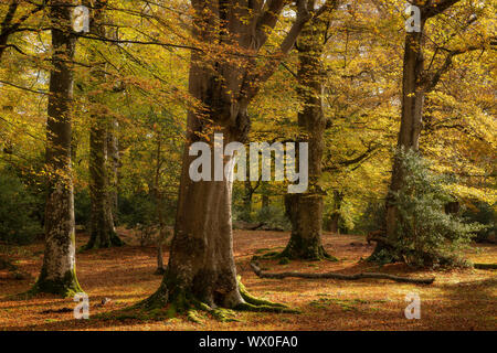 Coppia faggeta durante l'autunno, New Forest National Park, Hampshire, Inghilterra, Regno Unito, Europa Foto Stock