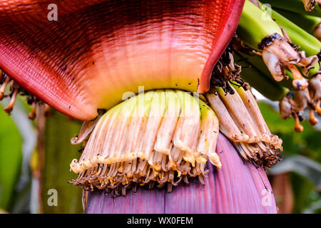 Banane verdi appeso sulla banana Tree Foto Stock