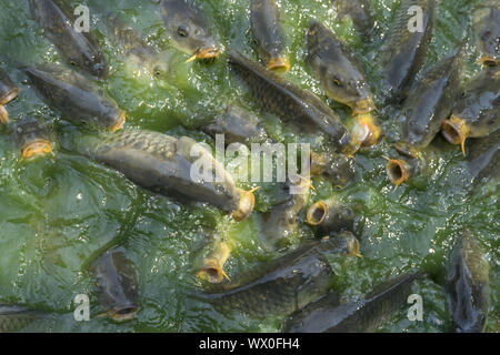 La Folla di molti pesci di acqua dolce affamato come il pesce gatto, snakehead pesce serpente Pesce e altri scramble per mangiare un cibo nel fiume quando Foto Stock