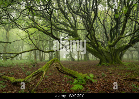 Misty bosco di latifoglie in primavera, Cornwall, England, Regno Unito, Europa Foto Stock