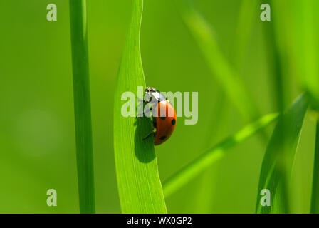 Ladybug seduti sulla lama di erba Foto Stock