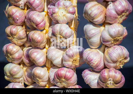 Aglio Rosso appeso sul mercato agricolo in stallo. Il bianco e il rosso porpora testine a colore, punte di radici, steli Foto Stock