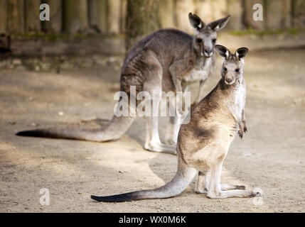 Orientale Giant-Kangaroo grigio (Macropus giganteus), Zoo, Krefeld, Germania, Europa Foto Stock