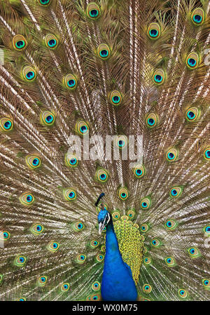 Peafowl comune, peafowl indiano, peafowl blu (Pavo cristatus), maschio diffondendo le piume di coda Foto Stock