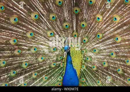 Peafowl comune, peafowl indiano, peafowl blu (Pavo cristatus), maschio diffondendo le piume di coda Foto Stock