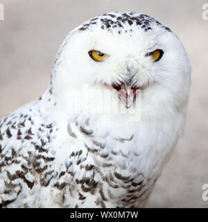 Civetta delle nevi (Strix scandiaca, Nyctea scandiaca, Budo scandiacus), la chiamata, la Germania, Europa Foto Stock