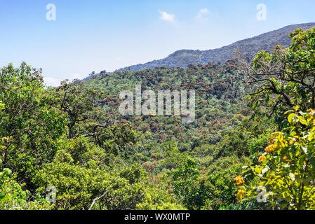 Asciugare la foresta tropicale e foresta monsonica sulla via di Horton Plains in Sri Lanka Foto Stock