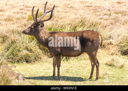 Il governo dello Sri Lanka sambar cervi in circa 2000m di altezza, sulla parte superiore del Horton Plains parco nazionale in Sri Lanka Foto Stock