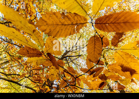 Dolce castagno (Castanea sativa), foglie e comuni di quercia (Quercus robur), Colore di autunno, Kent, England, Regno Unito, Europa Foto Stock