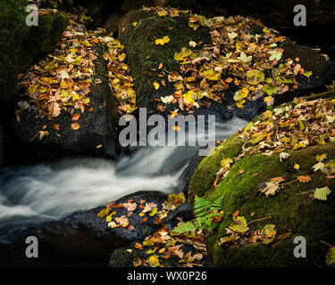 Foglie di autunno copertura coperte di muschio rocce, Padley Gorge, il Parco Nazionale di Peak District, Derbyshire, England, Regno Unito, Europa Foto Stock