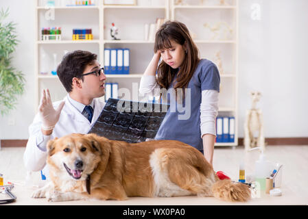 Medico e assistente a controllare il golden retriever cane nella vet cli Foto Stock