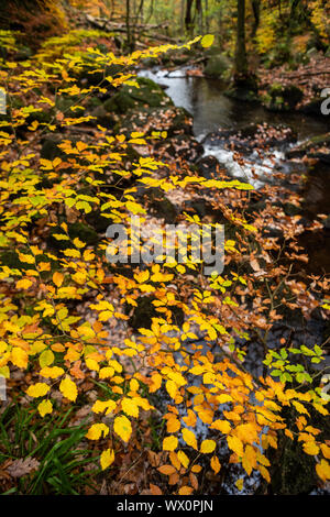 Foglie di faggio (Fagus sylvatica) e lo streaming in autunno, Padley Gorge, il Parco Nazionale di Peak District, Derbyshire, England, Regno Unito, Europa Foto Stock