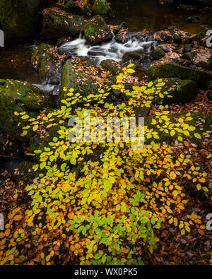 Foglie di faggio (Fagus sylvatica) e lo streaming in autunno, Padley Gorge, il Parco Nazionale di Peak District, Derbyshire, England, Regno Unito, Europa Foto Stock